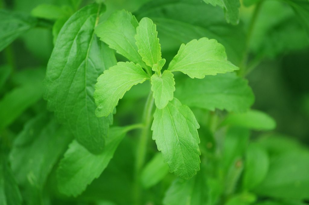 Stevia on kaloriton makeutusaine