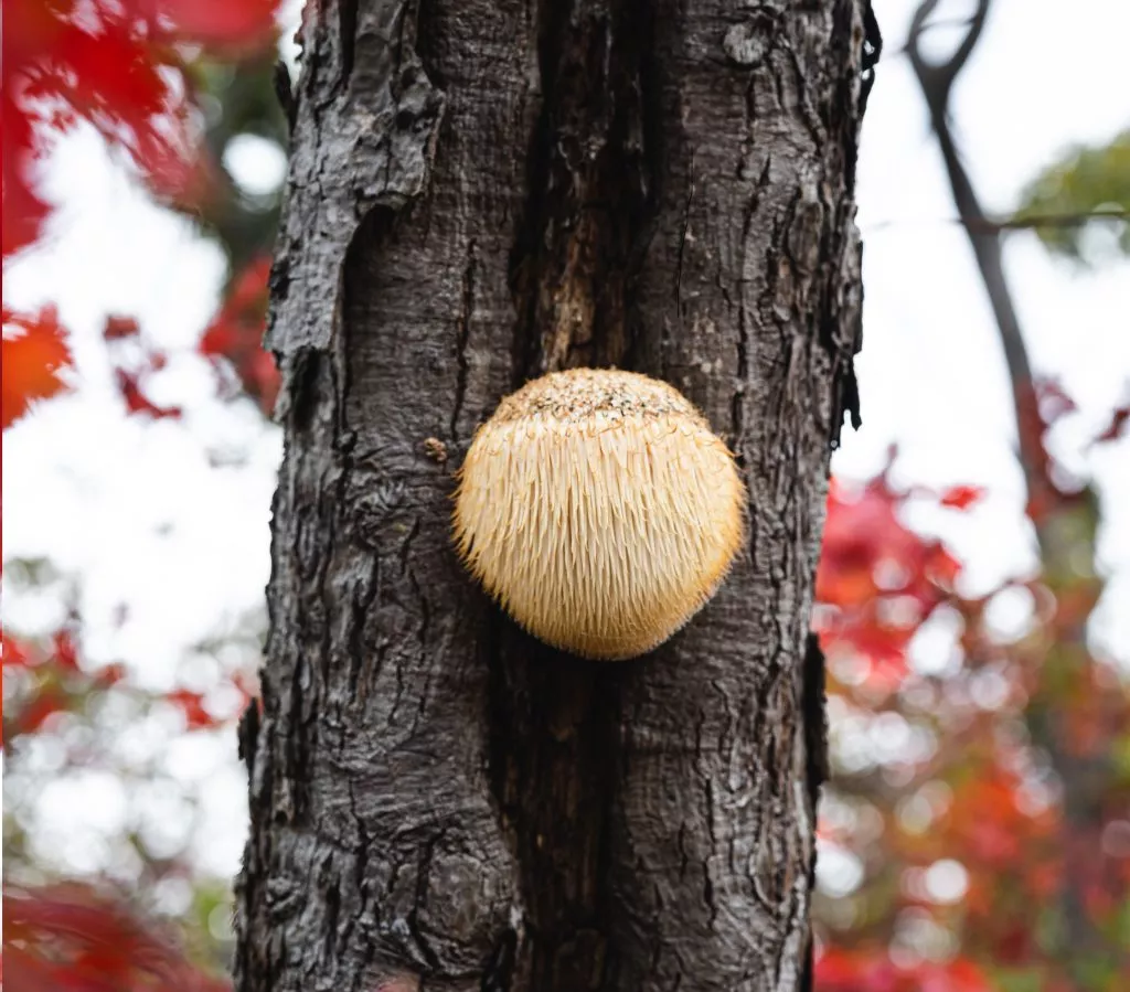 Siiliorakas eli Lion's Mane