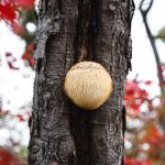 Siiliorakas eli Lion's Mane