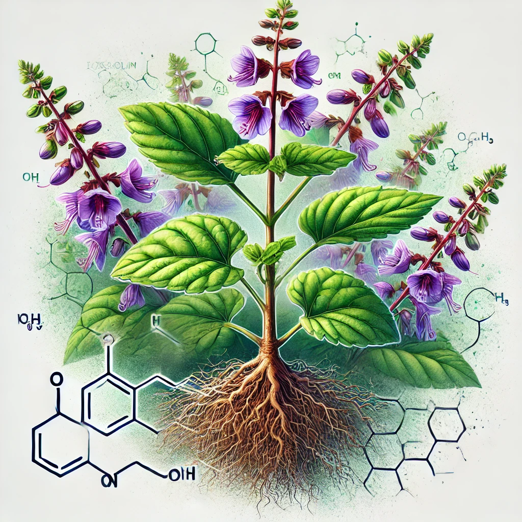 Forskoliini lisäravinteena